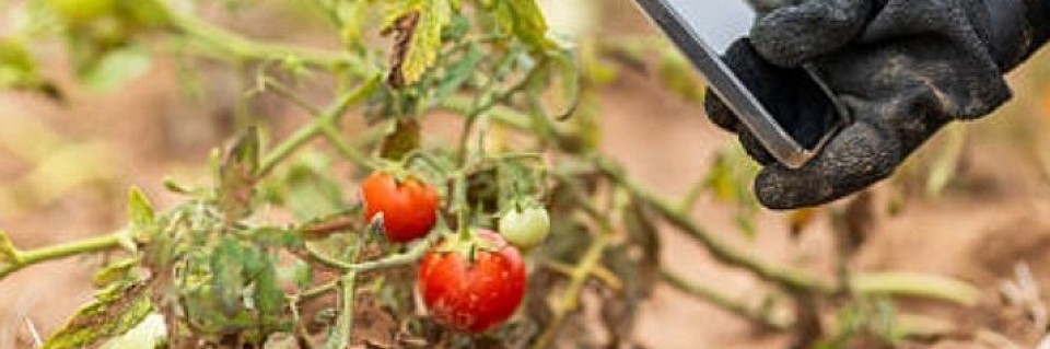 🌾 🌿 Welcome to Pipi Smart Farming. Empowering farmers with technology-driven agricultural solutions for higher yields, precision farming, and sustainable food production.