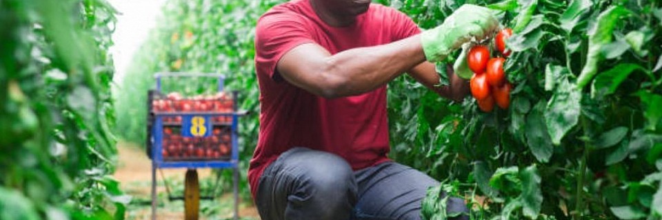 🌾 🌿 Welcome to Pipi Smart Farming. Empowering farmers with technology-driven agricultural solutions for higher yields, precision farming, and sustainable food production.