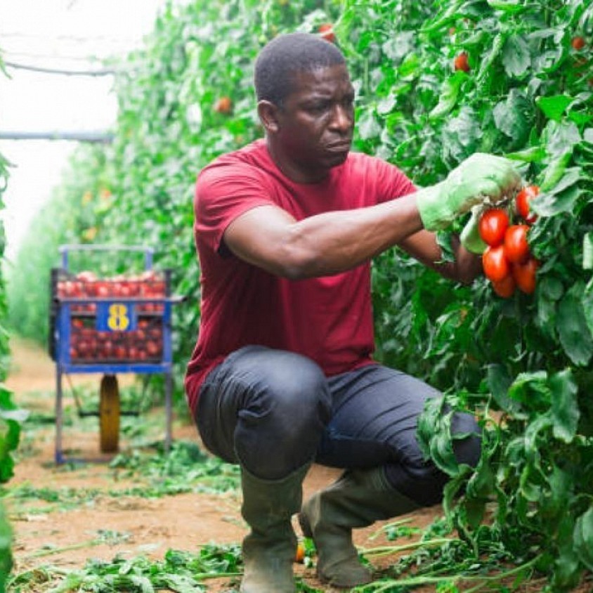 🌾 🌿 Welcome to Pipi Smart Farming. Empowering farmers with technology-driven agricultural solutions for higher yields, precision farming, and sustainable food production.