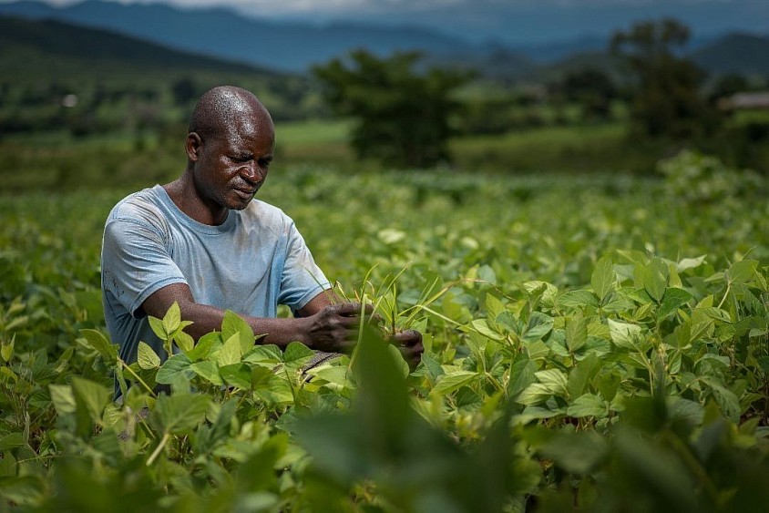 Farming Made Easy With Pipi Smart Farming. An Image Showing An Africa Farmer At The Farm. Image from unsplash photo
