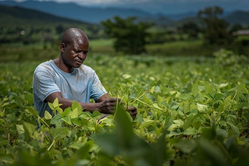 Farming Made Easy With Smart Farming. An Image Showing An Africa Farmer At The Farm. Image from unsplash photo