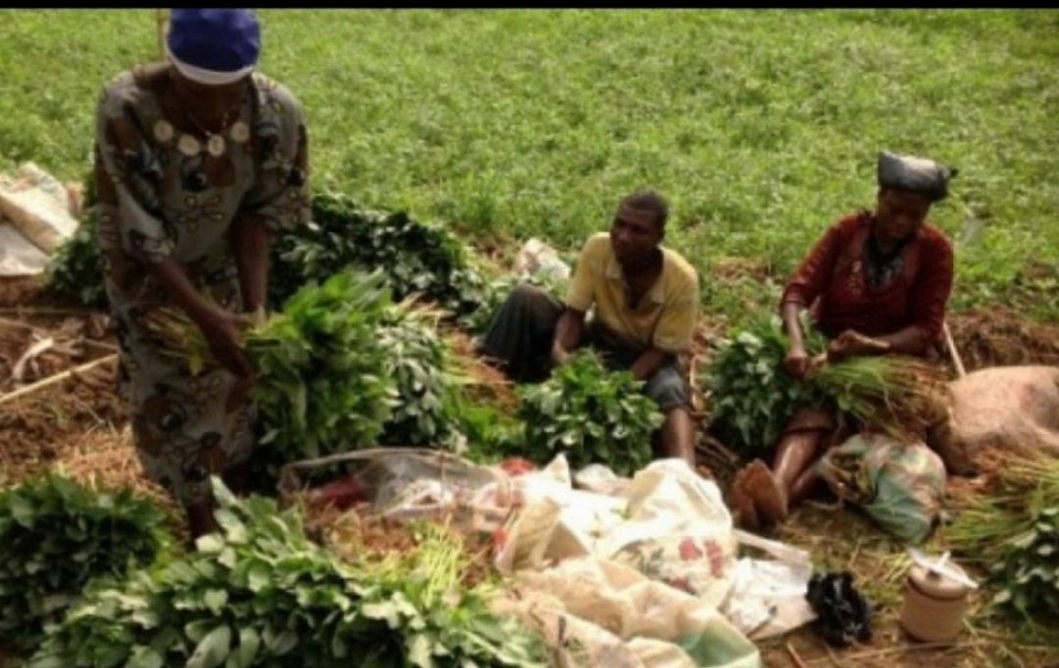 Africans At The Farm. Photo illustration Credit: Unsplash