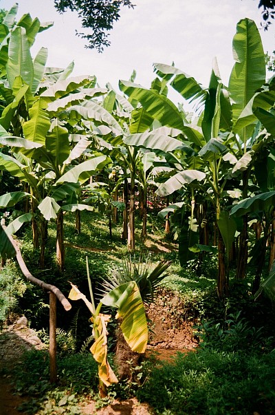 PNL Agro-allied Service. Photo Credit: Google Photo