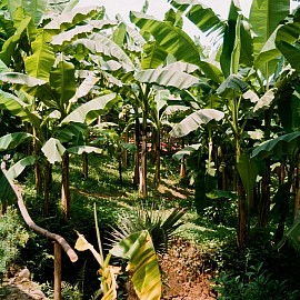 Pipi Agro-allied Service. Photo Credit: Google Photo