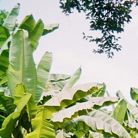 Agro-allied Service. Photo Credit: Google Photo