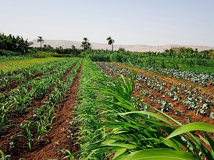 An empirical view or a typical agro Farm. Photo Credit: Unsplash