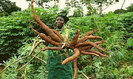 A similar sample of Pipi Small Subsistence Agro Farm. Photo Credit is from Google Stocks Photo