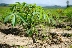 Cassava