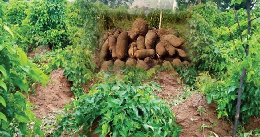 Yam